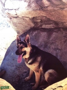 German Shepherd Listing Image