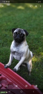 Pug stud  Listing Image