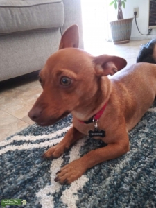 Red Chiweenie Listing Image