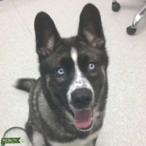 Stud dog for breeding  Listing Image