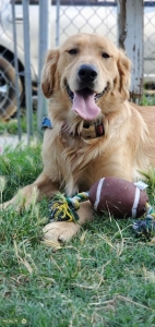 AKC Golden retriever Male  Listing Image
