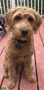 AKC Miniature Apricot Goldendoodle  Listing Image