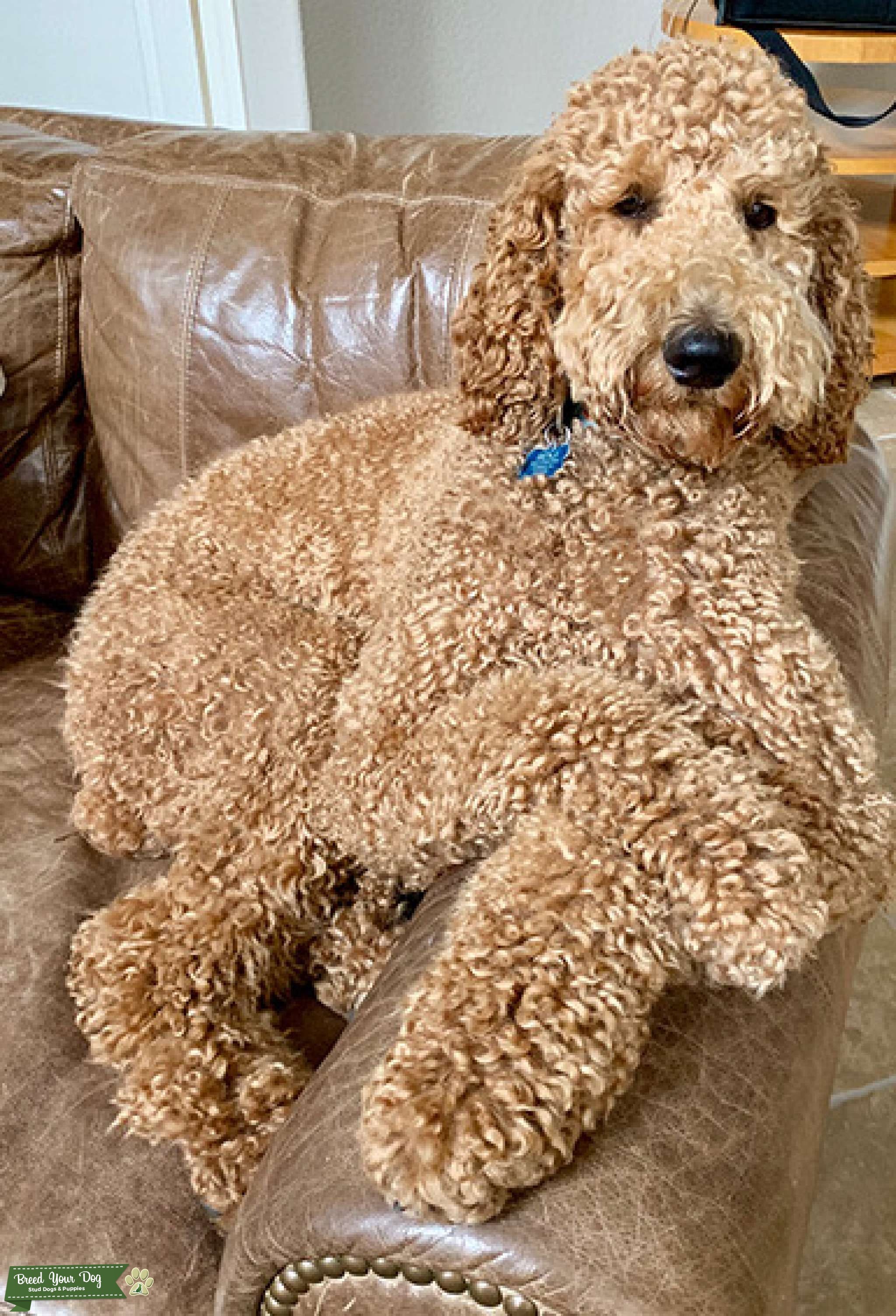 UKC (Proven STUD) Apricot Standard Poodle Stud Dog in Texas, United