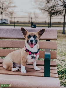 Red & White Corgi w/ Black Mask Listing Image