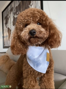 TOY STUD RED POODLE  Listing Image
