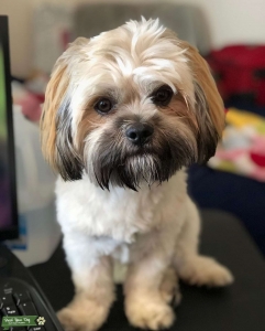 Puppy Gatsby Single and Ready to Mingle! Listing Image