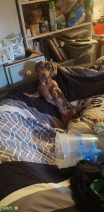 Dachshund Listing Image