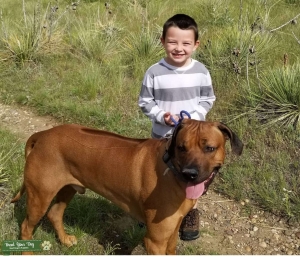 Looking to breed our male Ridgeback Listing Image