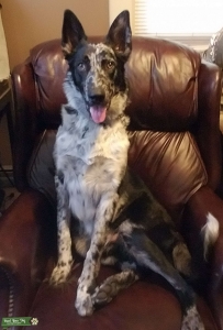 German Shepherd Border Collie Mix - Stud Listing Image