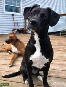SWEET GREYHOUND/LAB LOOKING FOR A STUD! Listing Image