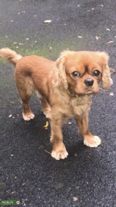 Ruby King charles cavalier KC Registered Listing Image