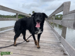 Australian shepherd mix Listing Image