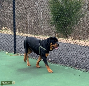 AKC Registered Rotty for Studding Listing Image