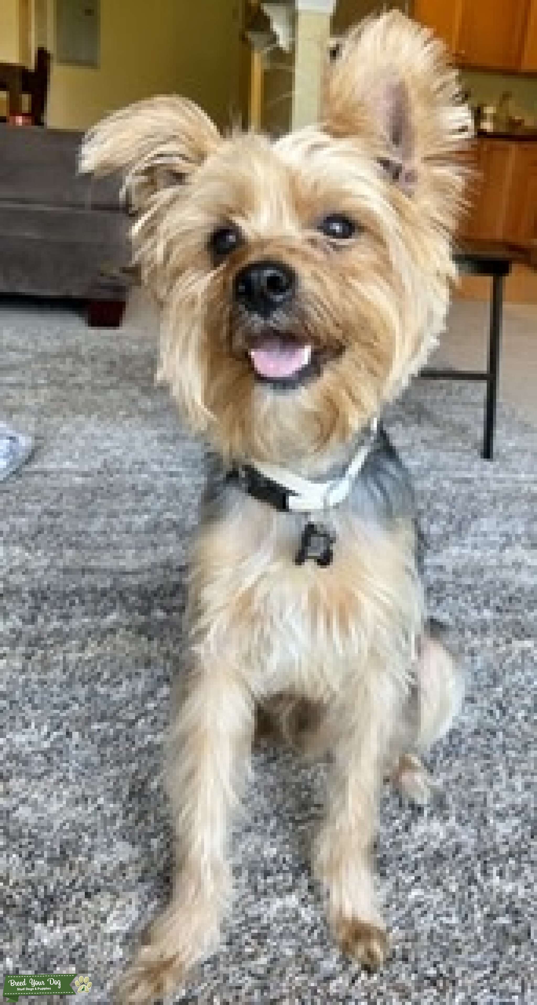 Handsome yorkie Stud Dog in Northern Virginia , the United States