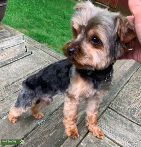 3 Year Old Male Toy Yorkie (READ DESCRIPTION) Listing Image