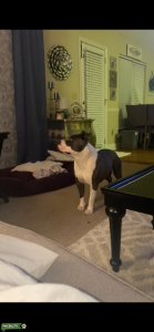 Bully Listing Image