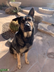 German Shepherd Listing Image