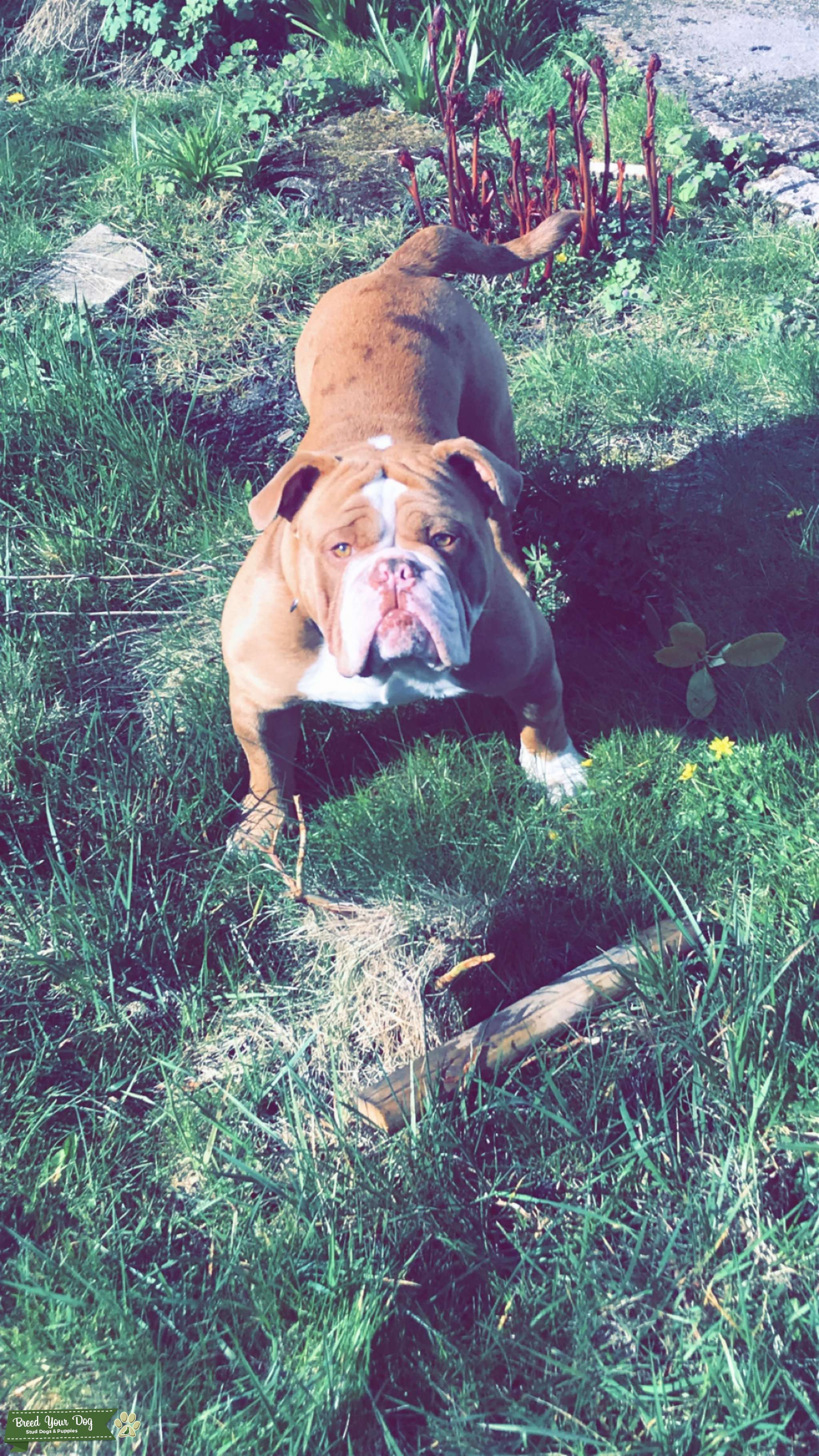 Old English Bulldog For Stud Stud Dog in Lancashire , United States