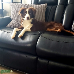 Miniature Australian Shepherd Listing Image