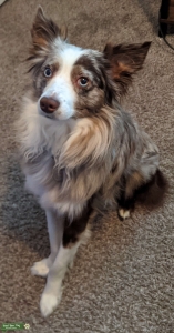 Miniature American Shepherd-Merle, Pure-breed Listing Image