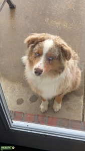 Red Merle Miniature Australian Shepherd Listing Image