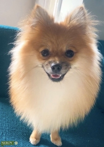 Orange and cream colored pomeranian stud new looking to breed Listing Image
