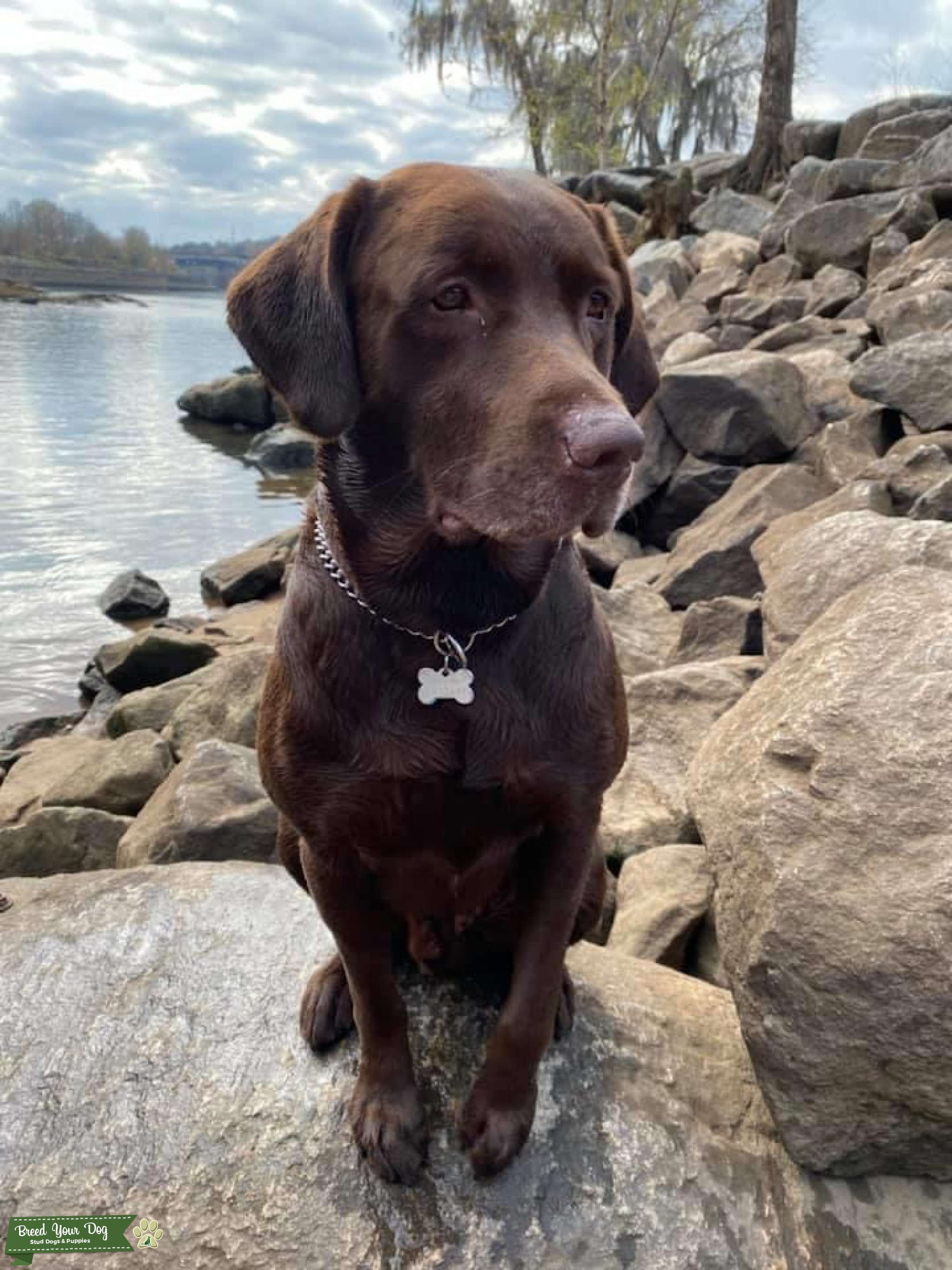 Full Blooded Choc. Lab (Presley) Stud Dog in Ga, the United States