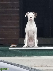 Looking to breed my bitch Listing Image