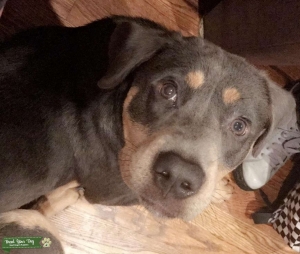 Blue Female Rottweiler Listing Image
