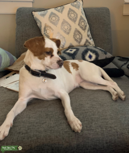 20lb Jack Russell Terrier Mix Listing Image