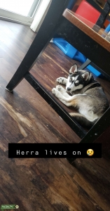 F3 Pomsky Stud! Listing Image