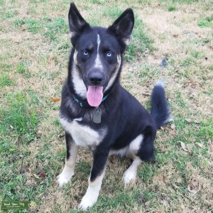 Blue Eyed Husky Mix Listing Image