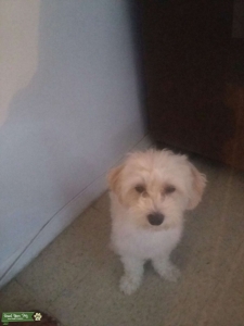 Maltese white and cream,sweet boy Listing Image