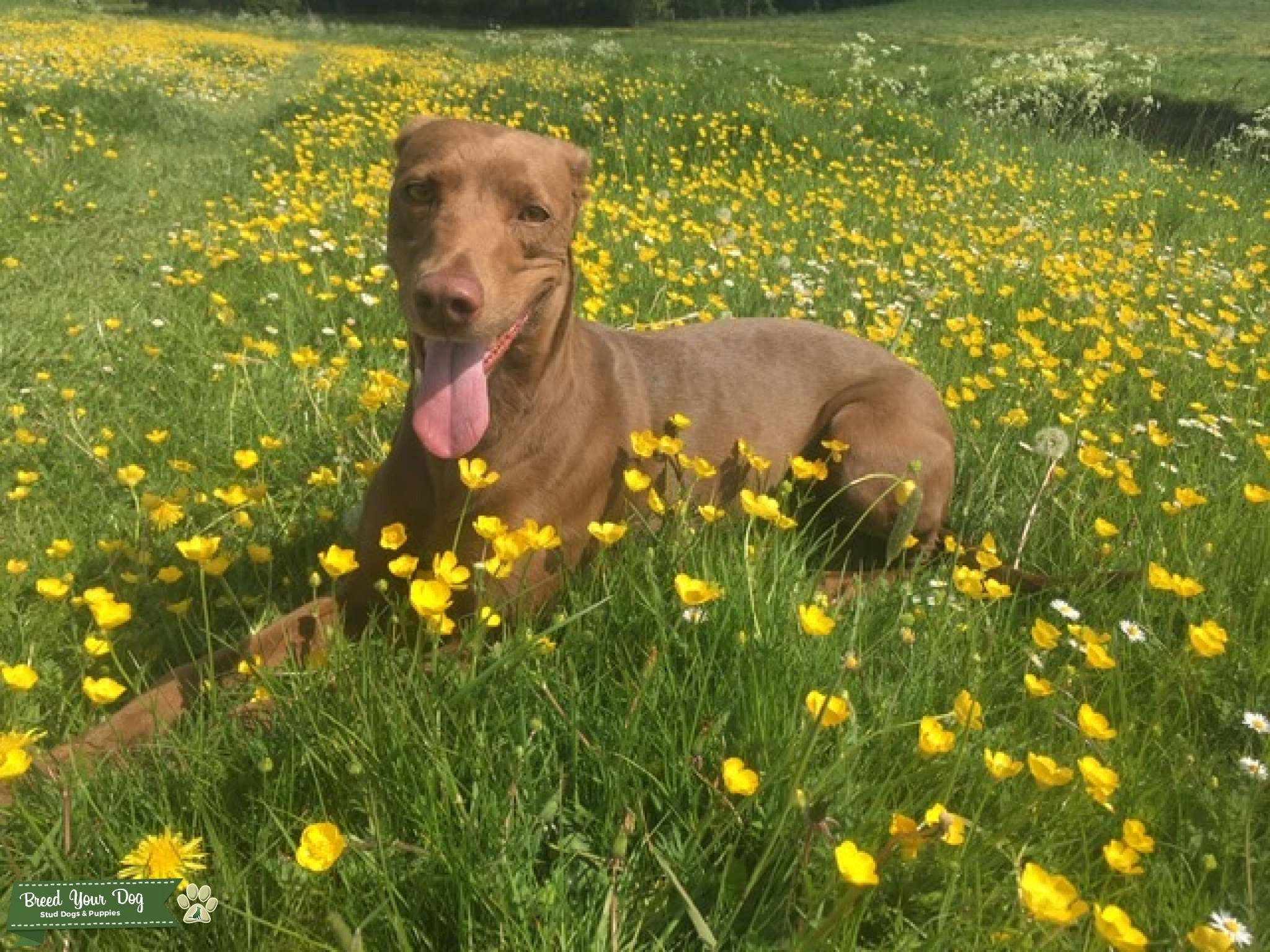 Lurcher/ lab Stud Dog in Suffolk , the United States Breed Your Dog