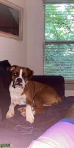 Bailey Listing Image