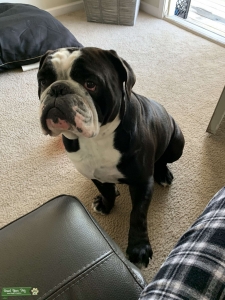 old english bulldog black and white