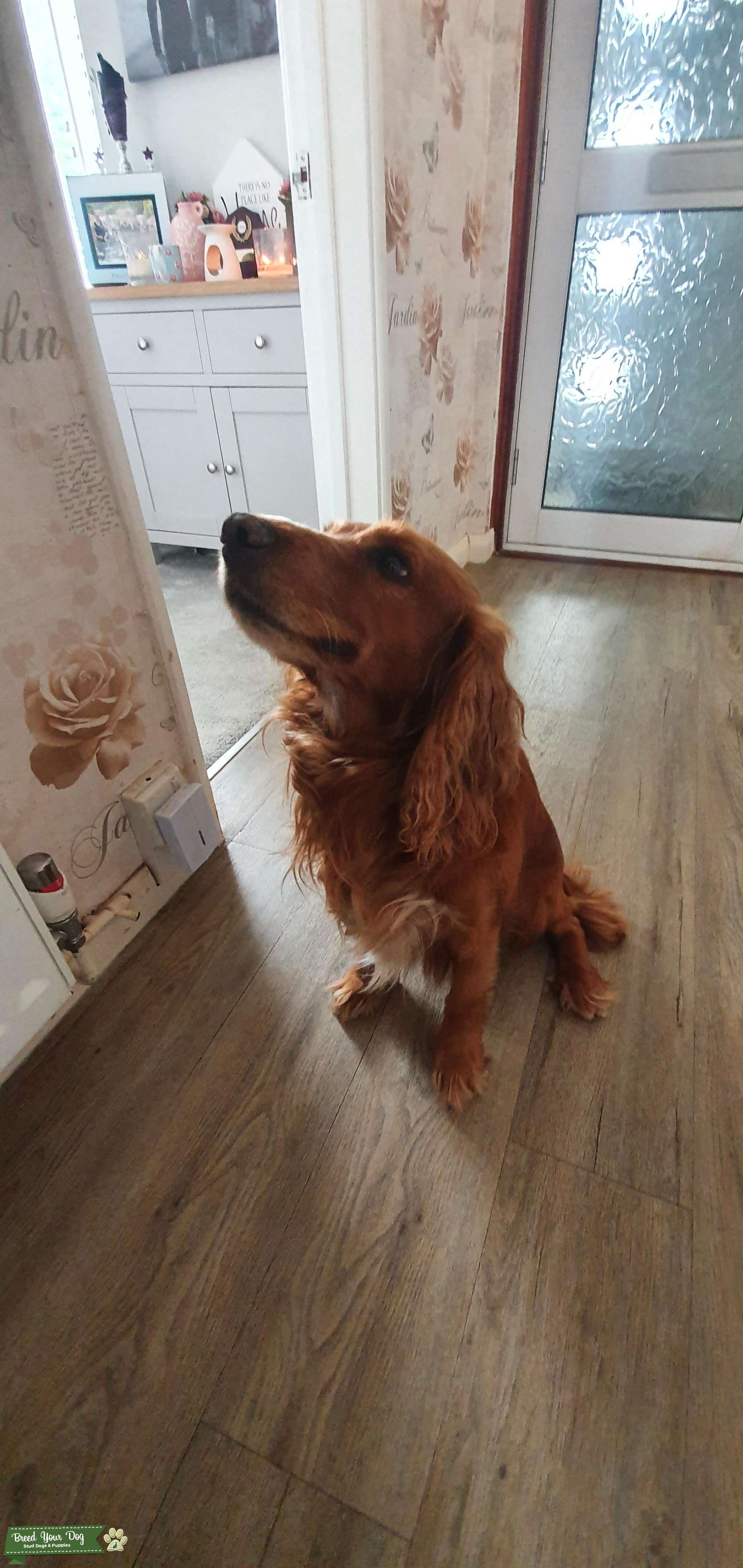 Beautiful golden cocker spaniel Stud Dog in Hampshire, the United