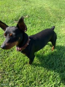 Mini Doberman Stud Listing Image