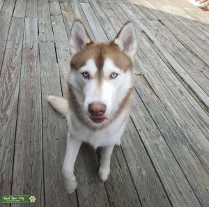 Siberian Husky Stud looking for his first mate.  Listing Image