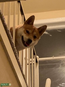 Shiba inu stud needs female shiba inu  Listing Image