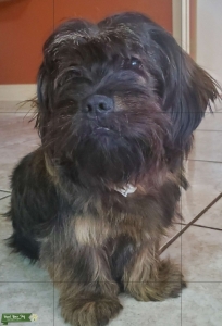 Dark brown Yorkshire Terrier Listing Image