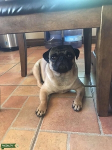 2 year old male pug Listing Image