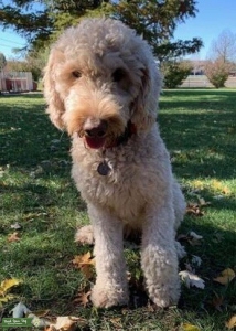 Purebred Labradoodle Female Listing Image