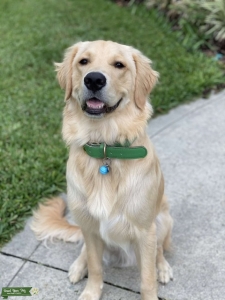 Golden Retriever stud Listing Image