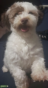 White Havanese with Black Spots Listing Image