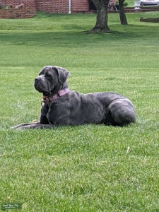 Female Blue Brindle Listing Image