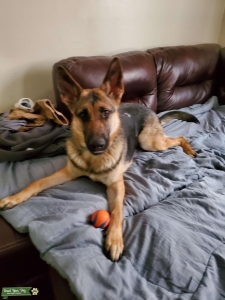 Pure Bred German Shepherd  Listing Image