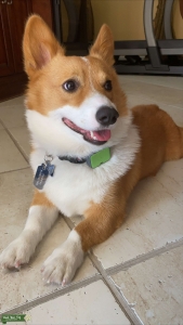 Cooper is seeking true love Listing Image