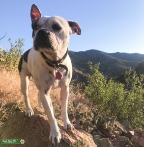 Boston Terrier and English Bulldog Mix Listing Image