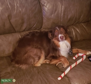 Mini red tri Australian Sheppard stud Listing Image